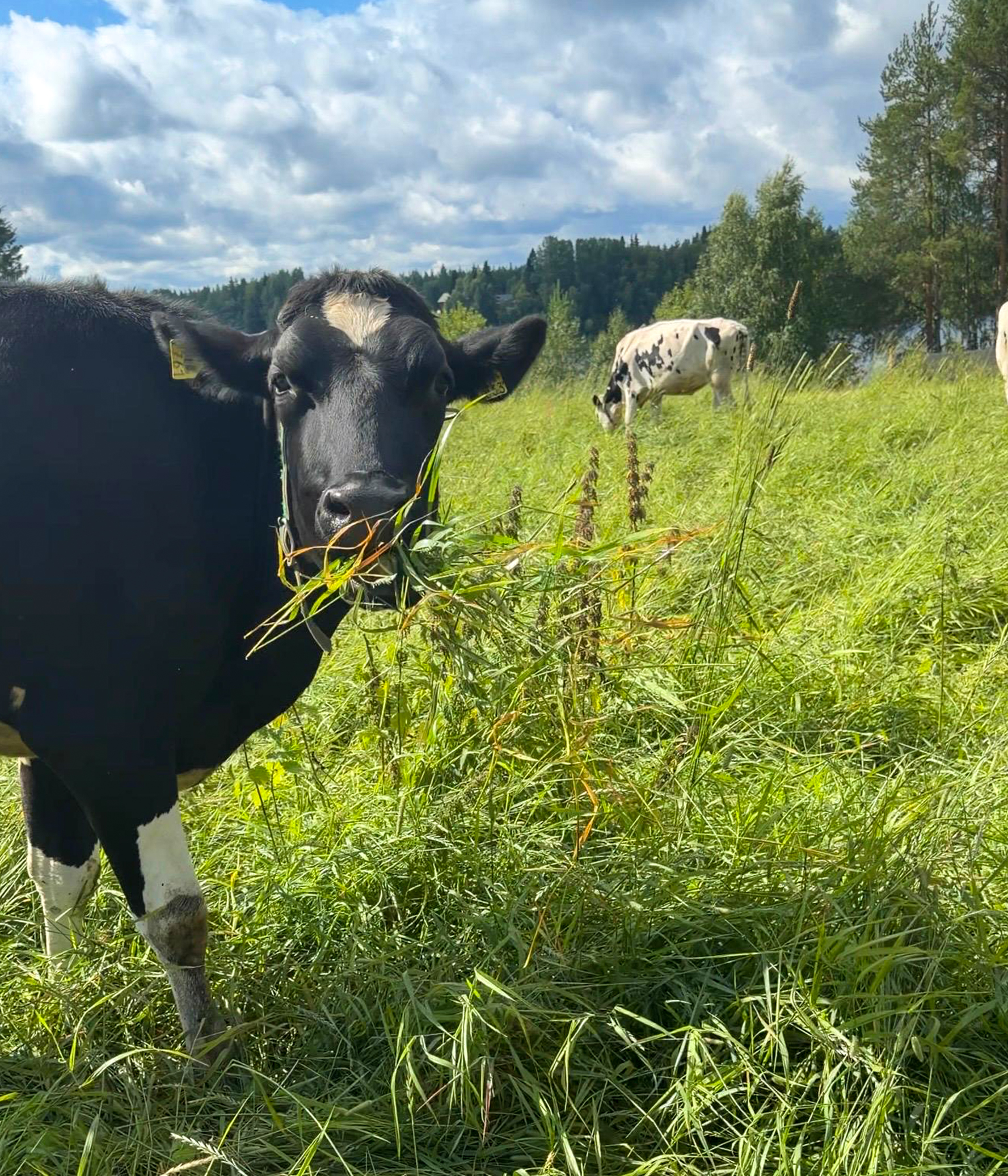 One of the Holstein cows in the Sisuvalo dairy herd