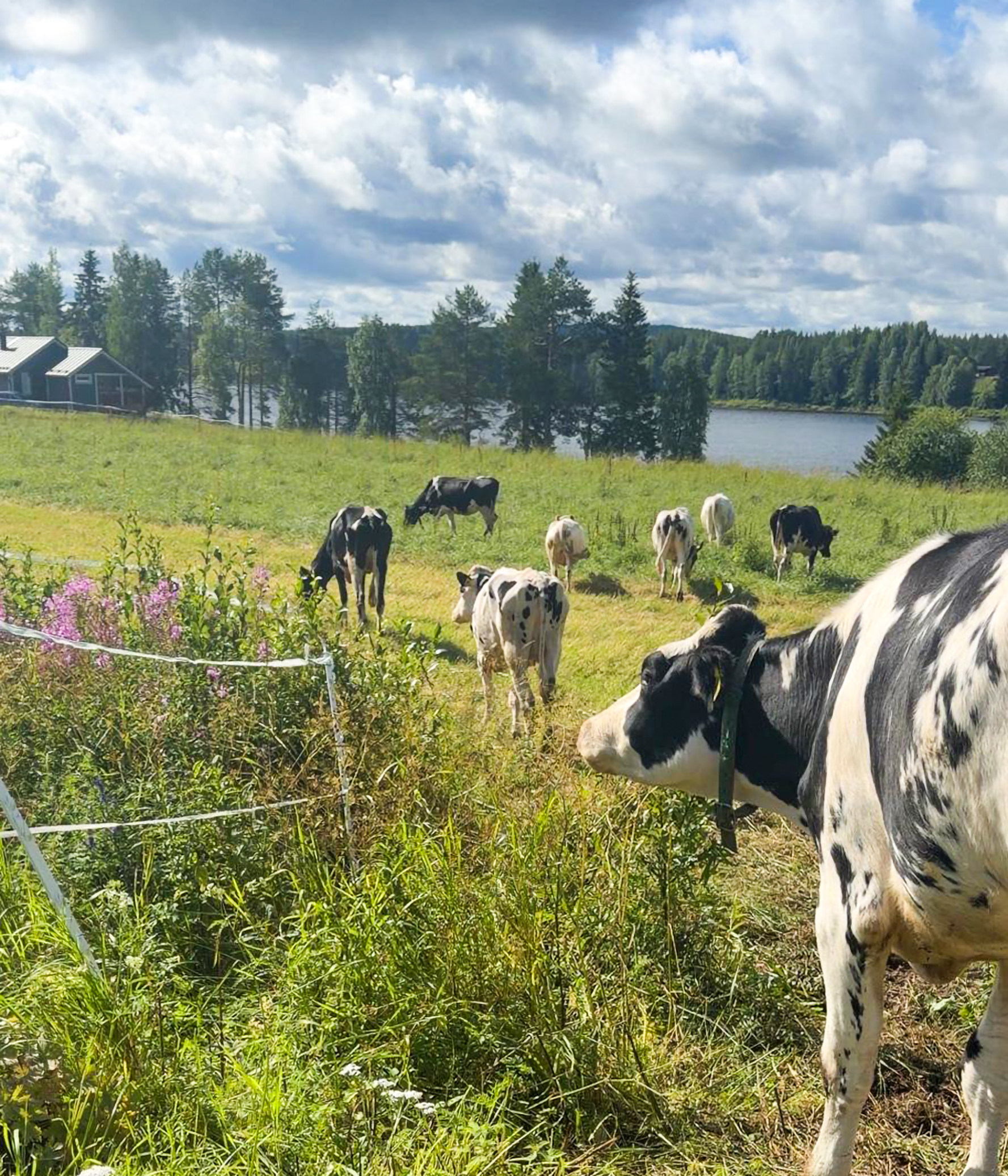 Sisuvalo dairy cows outdoors in Finnish Lapland