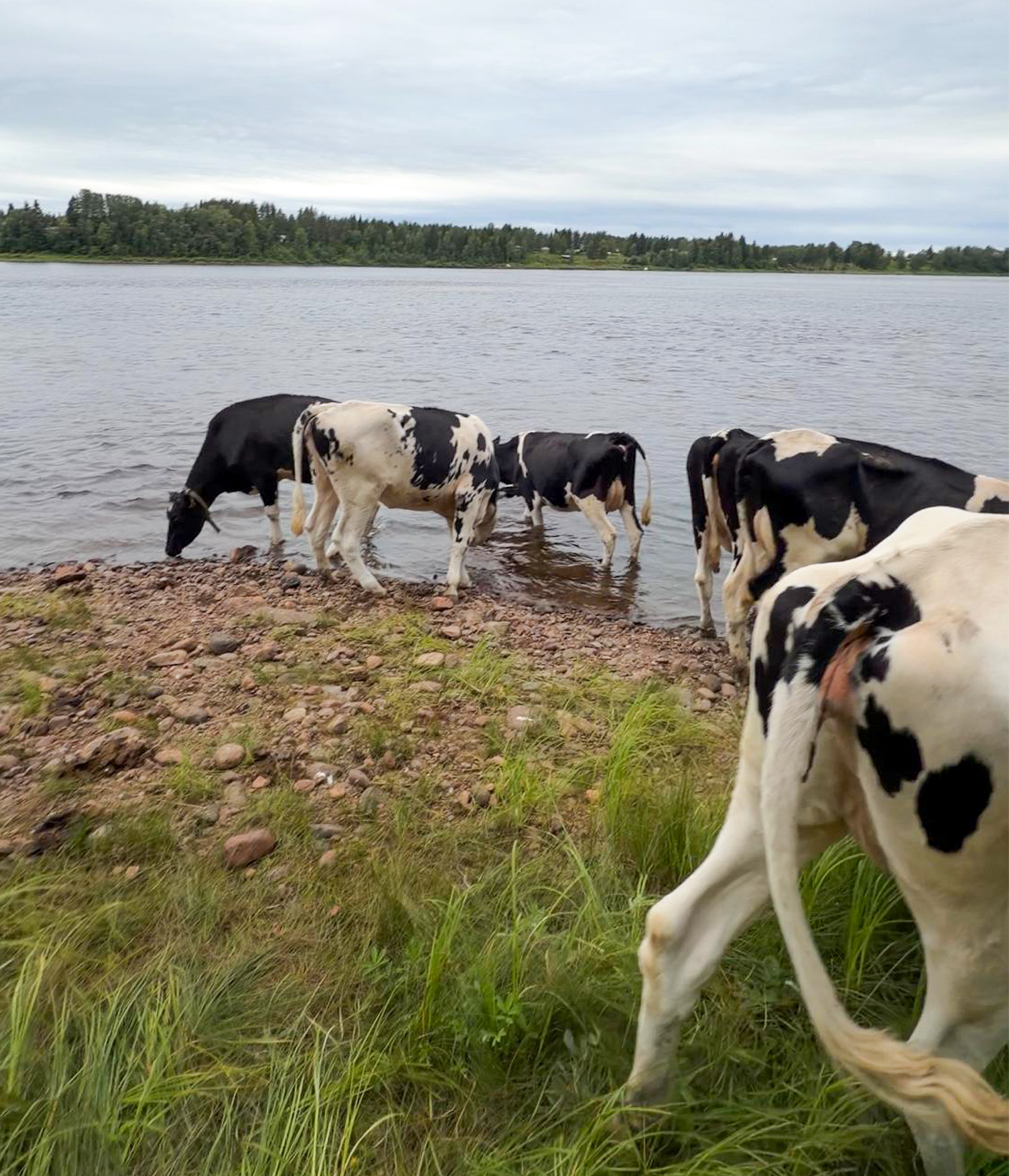 Sisuvalo cows moving freely outdoors